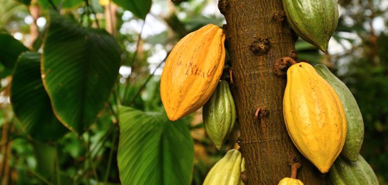 Yellow and green cocoa pods hang from a tree in a rainforest
